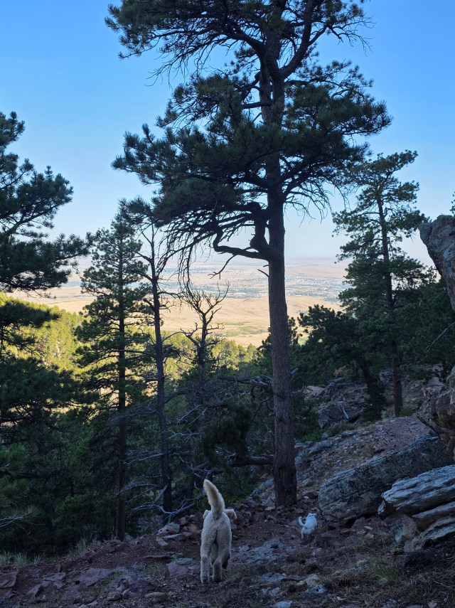 Two dogs hiking a rocky trail through pine trees overlooking Casper, Wyoming from Casper Mountain