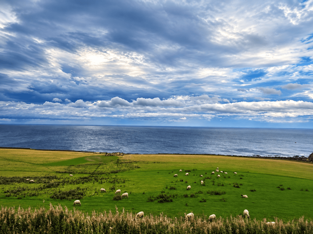 Sheep grazing in green pastures beside the North Sea, photographed from a train