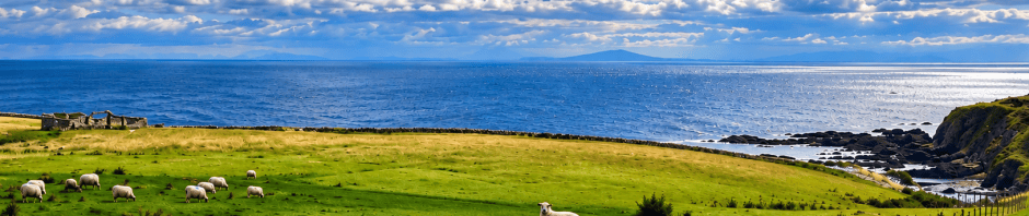 Sheep resting and grazing in a green coastal pasture beside the sea