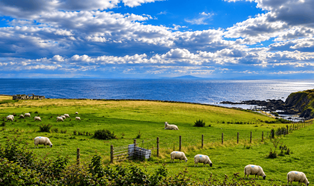 Sheep resting and grazing in a green coastal pasture beside the sea